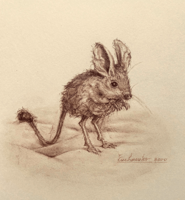 Original - Petite souris Gerboise