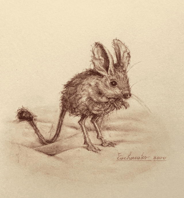 Original - Petite souris Gerboise